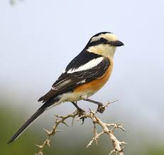 Image result for Lanius nubicus