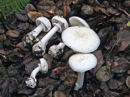 Attēlu rezultāti vaicājumam “Amanita phalloides”
