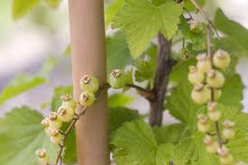 Attēlu rezultāti vaicājumam “Ribes rubrum fruit”