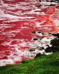 Image result for massacre golfinhos dinamarca