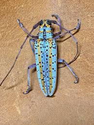 Attēlu rezultāti vaicājumam “Monochamus urussovi”