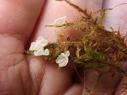 Attēlu rezultāti vaicājumam “Arrhenia retiruga”