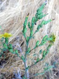 Attēlu rezultāti vaicājumam “Lactuca sativa flower”