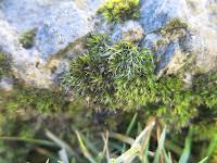 Attēlu rezultāti vaicājumam “Leiocolea collaris”