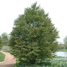 Attēlu rezultāti vaicājumam “Cercidiphyllum japonicum”