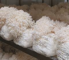 Attēlu rezultāti vaicājumam “Hericium coralloides”