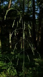 Attēlu rezultāti vaicājumam “Poa remota”