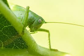 Attēlu rezultāti vaicājumam “Stethophyma grossum”