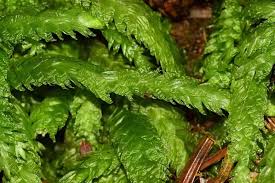 Attēlu rezultāti vaicājumam “Plagiothecium sp.”