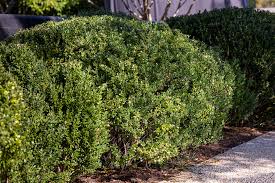 Attēlu rezultāti vaicājumam “Buxus sempervirens”