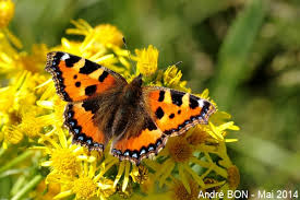 Attēlu rezultāti vaicājumam “Aglais urticae”