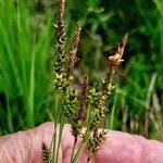 Attēlu rezultāti vaicājumam “Carex hostiana”