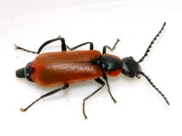 Attēlu rezultāti vaicājumam “Anthocomus rufus”