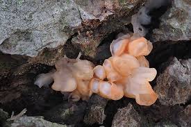 Attēlu rezultāti vaicājumam “Craterocolla cerasi”