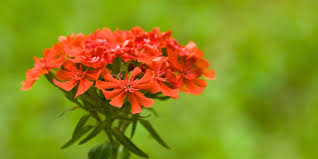 Image result for Pechnelke