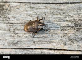 Attēlu rezultāti vaicājumam “Jalla dumosa”