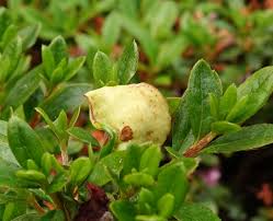 Attēlu rezultāti vaicājumam “Exobasidiales”