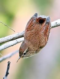 Attēlu rezultāti vaicājumam “Troglodytes troglodytes adult”