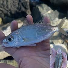 Image result for Alosa mediocris