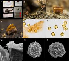 Attēlu rezultāti vaicājumam “Licea minima spores”