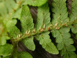 Attēlu rezultāti vaicājumam “Phegopteris connectilis”