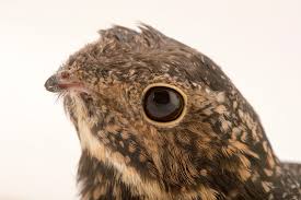 Image result for Chordeiles minor