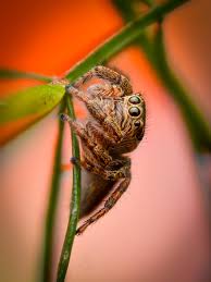 Attēlu rezultāti vaicājumam “Evarcha falcata female”