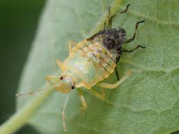 Attēlu rezultāti vaicājumam “Pentatoma rufipes”