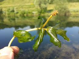 Attēlu rezultāti vaicājumam “Potamogeton perfoliatus flower”