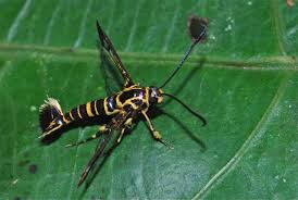 Attēlu rezultāti vaicājumam “Sesiidae”