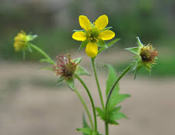 Attēlu rezultāti vaicājumam “Geum urbanum flower”