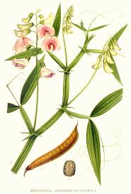 Attēlu rezultāti vaicājumam “Lathyrus sylvestris”