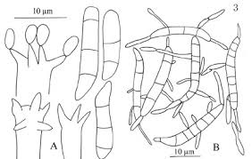 Attēlu rezultāti vaicājumam “Exobasidium splendidum”
