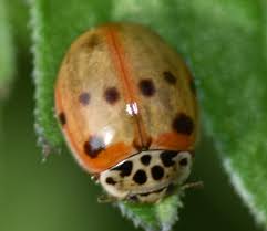 Attēlu rezultāti vaicājumam “Adalia decempunctata”