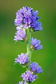 Attēlu rezultāti vaicājumam “Campanula cervicaria flower”