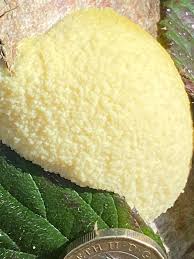 Attēlu rezultāti vaicājumam “Reticularia lobata young”