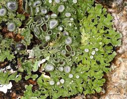 Attēlu rezultāti vaicājumam “Physconia distorta”