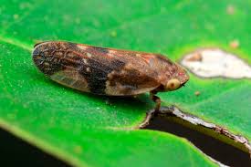 Attēlu rezultāti vaicājumam “Aphrophoridae”