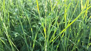 Attēlu rezultāti vaicājumam “Poa trivialis leaf”