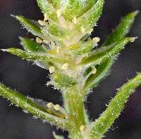 Attēlu rezultāti vaicājumam “Corispermum hyssopifolium fruit”