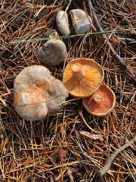 Attēlu rezultāti vaicājumam “Lactarius deliciosus”