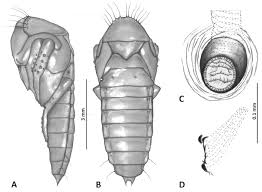Attēlu rezultāti vaicājumam “Bolitophagus reticulatus imago”