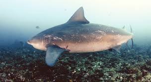 Image result for Carcharhinus leucas