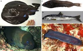 Image result for Tetronarce nobiliana