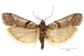 Attēlu rezultāti vaicājumam “Zophodia grossulariella”