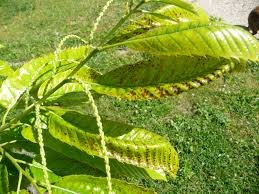 Attēlu rezultāti vaicājumam “Mycosphaerella ulmi”