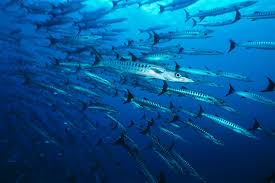 Image result for Dive Barracuda