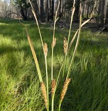 Attēlu rezultāti vaicājumam “Carex vesicaria”