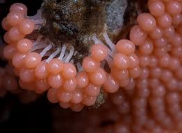 Attēlu rezultāti vaicājumam “Heterotrichia ferruginea (syn. Arcyria ferruginea) stalked”