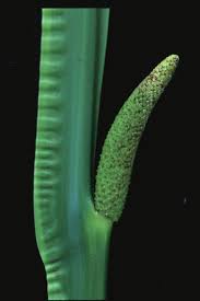 Attēlu rezultāti vaicājumam “Acoraceae”